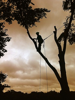 Ryan Kruljac tree limb walk pittsburgh
